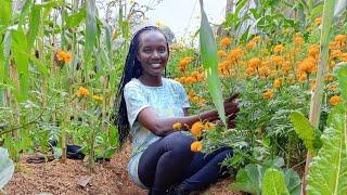 A  Young Lady Growing Her Own Food. Road To Self Sufficiency. Backyard Gardening.