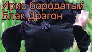 Ирис бородатый Блэк Дрэгон (iris black dragon)  обзор: как сажать, рассада ириса Блэк Дрэгон