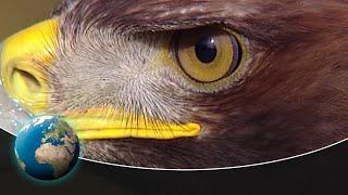 The Golden Eagle - King of the air with razor-sharp claws