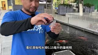 春季锦鲤高效双杀流程 #春季双杀 #锦鲤 #养鱼青年的故事