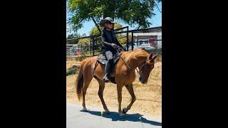 3 Basic Riding Positions To Help Your  Gaited Horse Gait - How To Ride A Gaited Horse