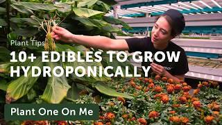 Top 10+ EDIBLE PLANTS to Grow HYDROPONICALLY — Ep. 394