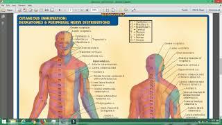 EBOOK the nervous system