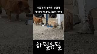 자기 새끼 건드렸다고 폭발한 아빠개 #dog #babydog #poordog #shorts