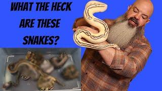 How To Figure Out What Morphs Are In Your Snake - Plus Crazy New Clutch Reveal!