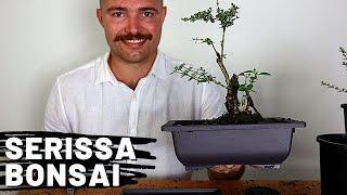 Styling Serissa Bonsai Part 1 | Serissa Bonsai Care