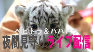 【white tiger cubs live】【10月31日】ベビトラ＆ハハトラ夜間見守りライブ配信