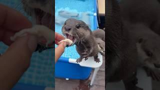 Приглядевшись, можно заметить, что ее толкнули... #shorts #aty #otter #WaterSausage