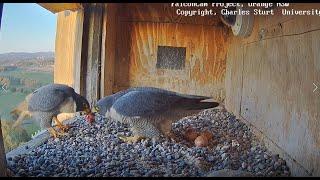 FalconCam Project CSU Orange - Xavier z małym co nieco dla Diamond  2024 09 20