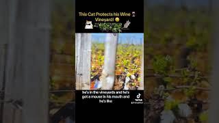 Wine cat catches mouse to protect his Vineyard. 