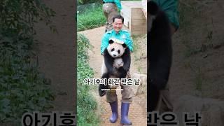 작년 5월 22일, 처음 만난 화관🩷 #판다월드#에버랜드#후이바오