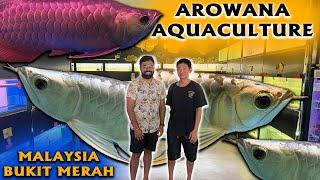 Arowana Aquaculture Malaysia Aquarium Shop Tour | Bukit Merah | Prasanth 360