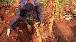 Yam-in-Sacks: Poultry Manure quantity experiment RESULTS!