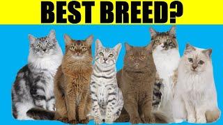 These Are The Best Cat Breeds For First Time Owners/Beginners (#3 Will Surprise You)