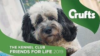 Ollie and Snoopy - The Kennel Club Friends for Life 2019