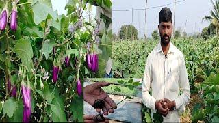 A farmer's guide to grafted brinjal cultivation in English|Telugu|Tamil|How grafted brinjal grown?