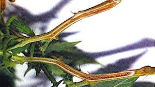 Identifying and Treating Cannabis Diseases #2: Fusarium Wilt