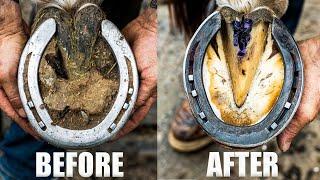 Farrier Horse Hoof Restoration | SATISFYING 4K ASMR