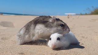 Valentine's Day*** HAMSTERS ON THE SEA **hamsters in love