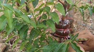 Neem tree propagation