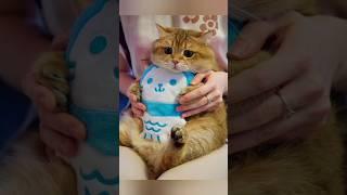 Funny animals 2023 - Funniest Cats and Dogs Video338 #shorts