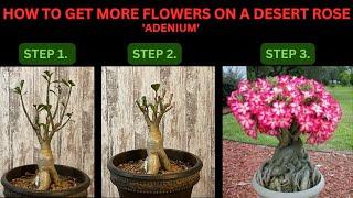 HOW TO PRUNE A DESERT ROSE TO GET MORE FLOWERS  (Adenium)