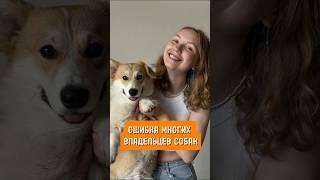 Ошибка многих владельцев собак