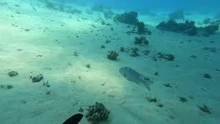 Diving