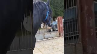 жеребец шайр#shorts #stallion