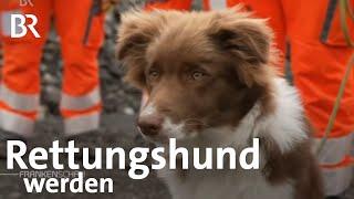 Tierische Spürnasen: Suchhunde des BRK | Bayerisches Rotes Kreuz | Frankenschau | BR