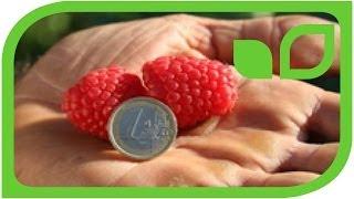 Tipps und Tricks zu Himbeeren - Easy Gardening Teil 19 von 35