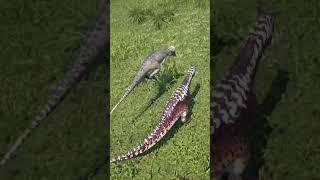 hunting a jumpy pachy
