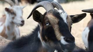 The Goat Mile at Jester King Brewery