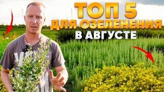 ПОСАДИТЕ эти 5 кустарников в АВГУСТЕ (им лето - не помеха!)