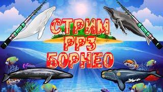 СТРИМ РР3.БОРНЕО.ФАРМ КИТА НА 2Х АККАУНТАХ.