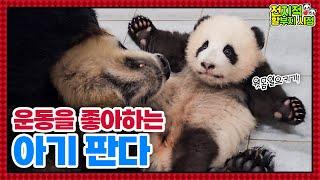 (SUB) "I'm Going To Be Muscle Princess!" Baby Panda Is Doing Sit-ups│Panda World