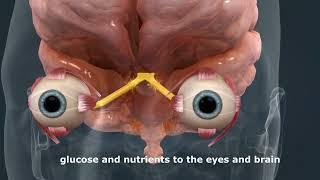 The best natural remedy to recover the optic nerve function