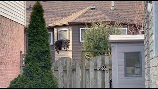 Raccoon Mother Stands Her Ground - Unbelievable Footage!