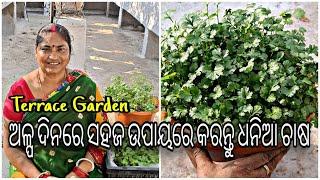 Terrace Garden || ଓଡ଼ିଆ || ଅଳ୍ପ ଦିନରେ ସହଜ ଉପାୟରେ କରନ୍ତୁ ଧନିଆ ଚାଷ || Grow coriander in few days