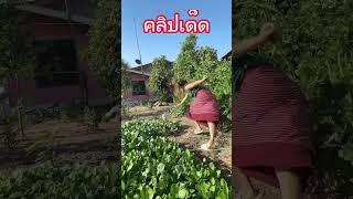 คลิปเด็ดผัก #ตลก #คลปตลก #ขำๆ #ตลกขำๆ #funny #comedy