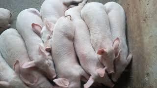 why is pig farming a Lucrative venture.. here is why.