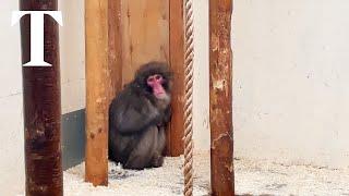 Escaped Japanese monkey captured in Scottish Highlands