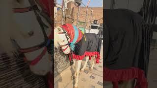 Salam ya Rahwar Hussain as #viral #shorts