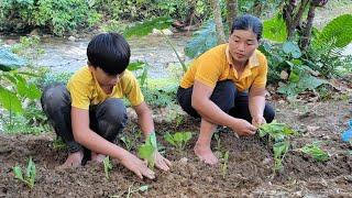 gardening, growing vegetables, digging purple tubers for cooking, single mother life