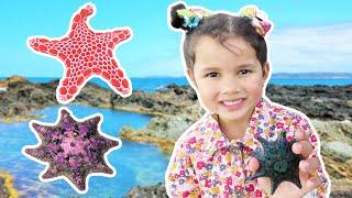 Zoe Finding Beautiful Starfish In Rock Pools In Australian Tide Pool Kids Outdoor Beach Fun Sea Star