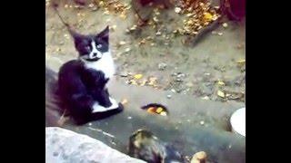 Кошаки пришли жрать. ))