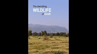 The dwindling Wildlife of Sindh