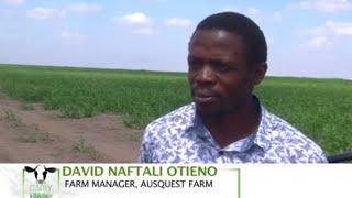 Supplying fodder to dairy farmers in arid areas - Ausquest Farm part 2