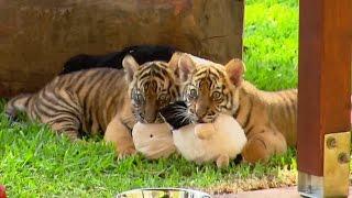 Cute Tiger Cubs Pose For Cameras | Tigers About The House | BBC Earth