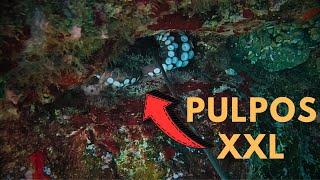 PESCANDO PULPOS CON ARPÓN Y GANCHO